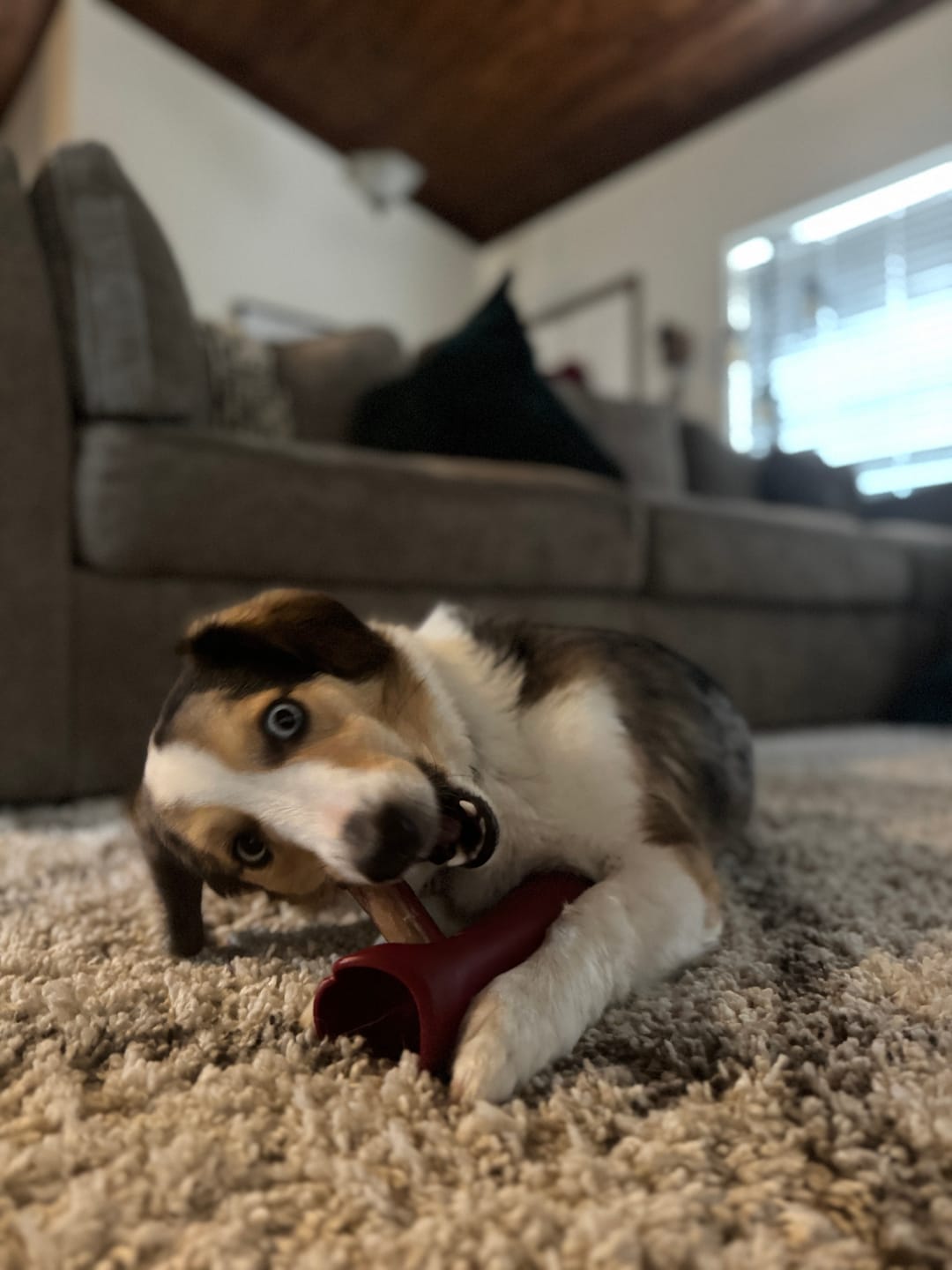 Customer photo review of Bully Stick Safety Holder