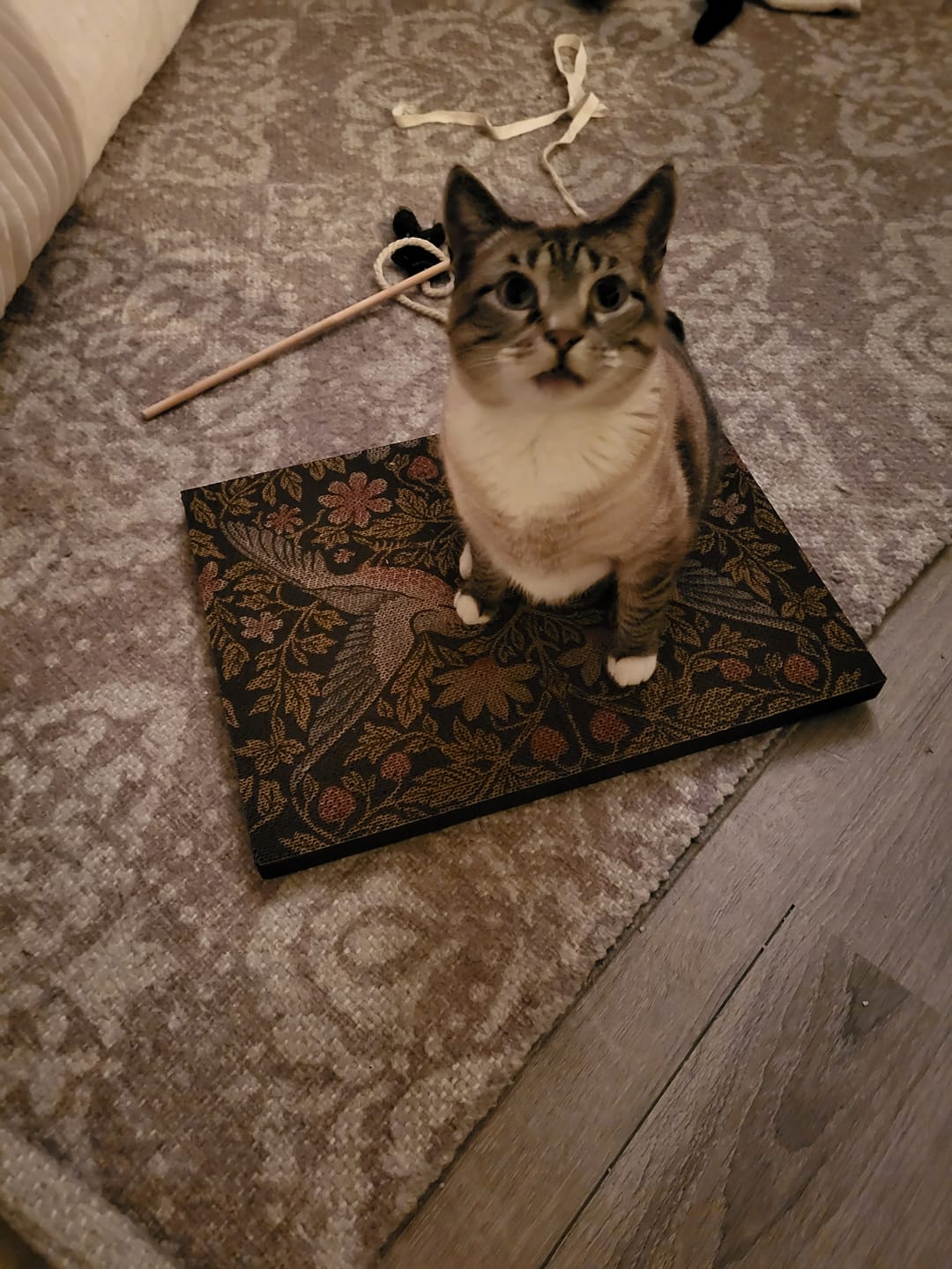 Customer photo review of Strawberry Vine - Luxury Cat Scratching Board