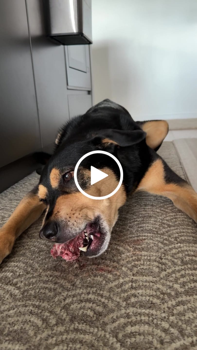 Customer video review of Lamb Necks