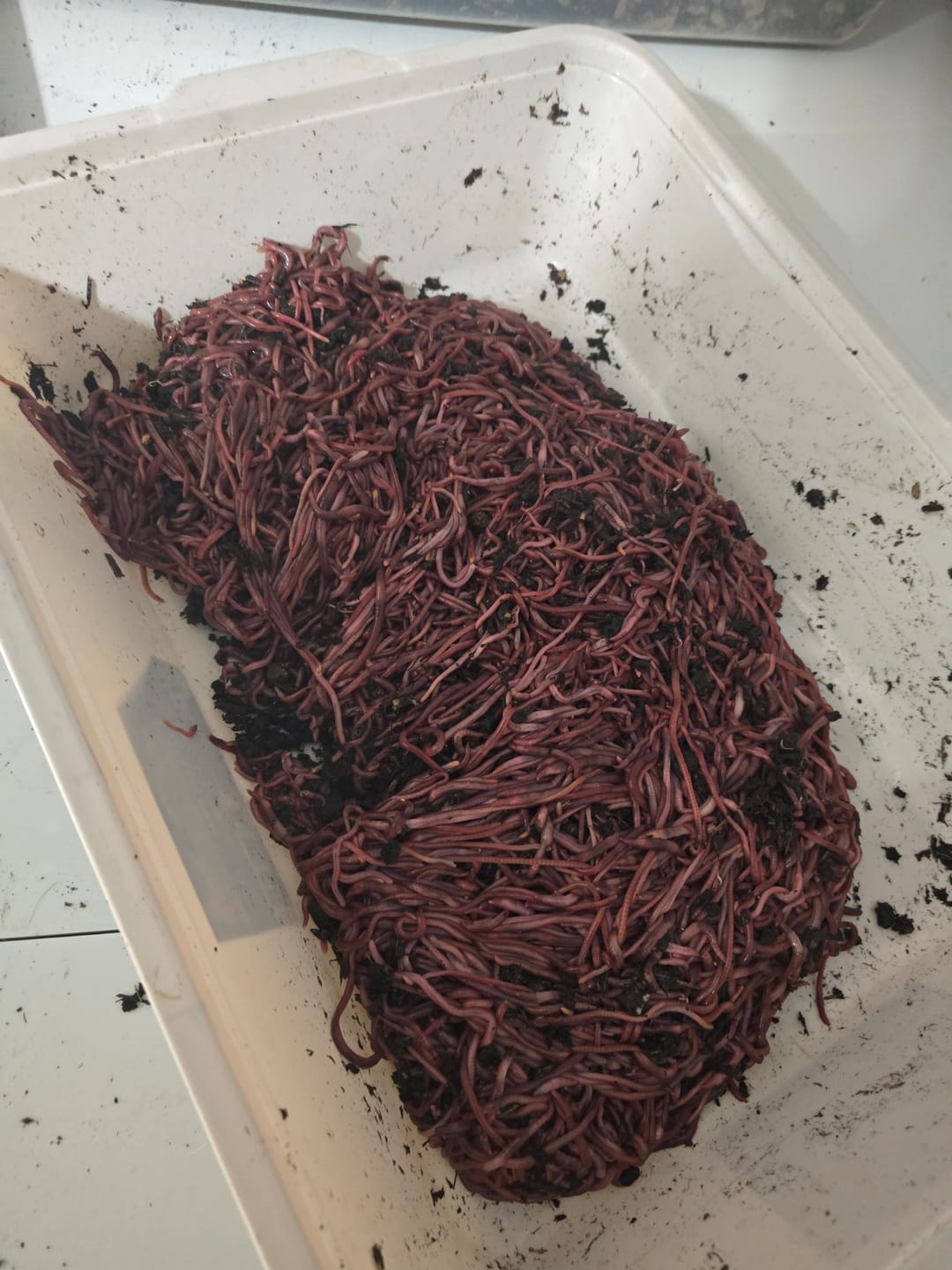 Customer photo review of Red Wigglers Composting Worms