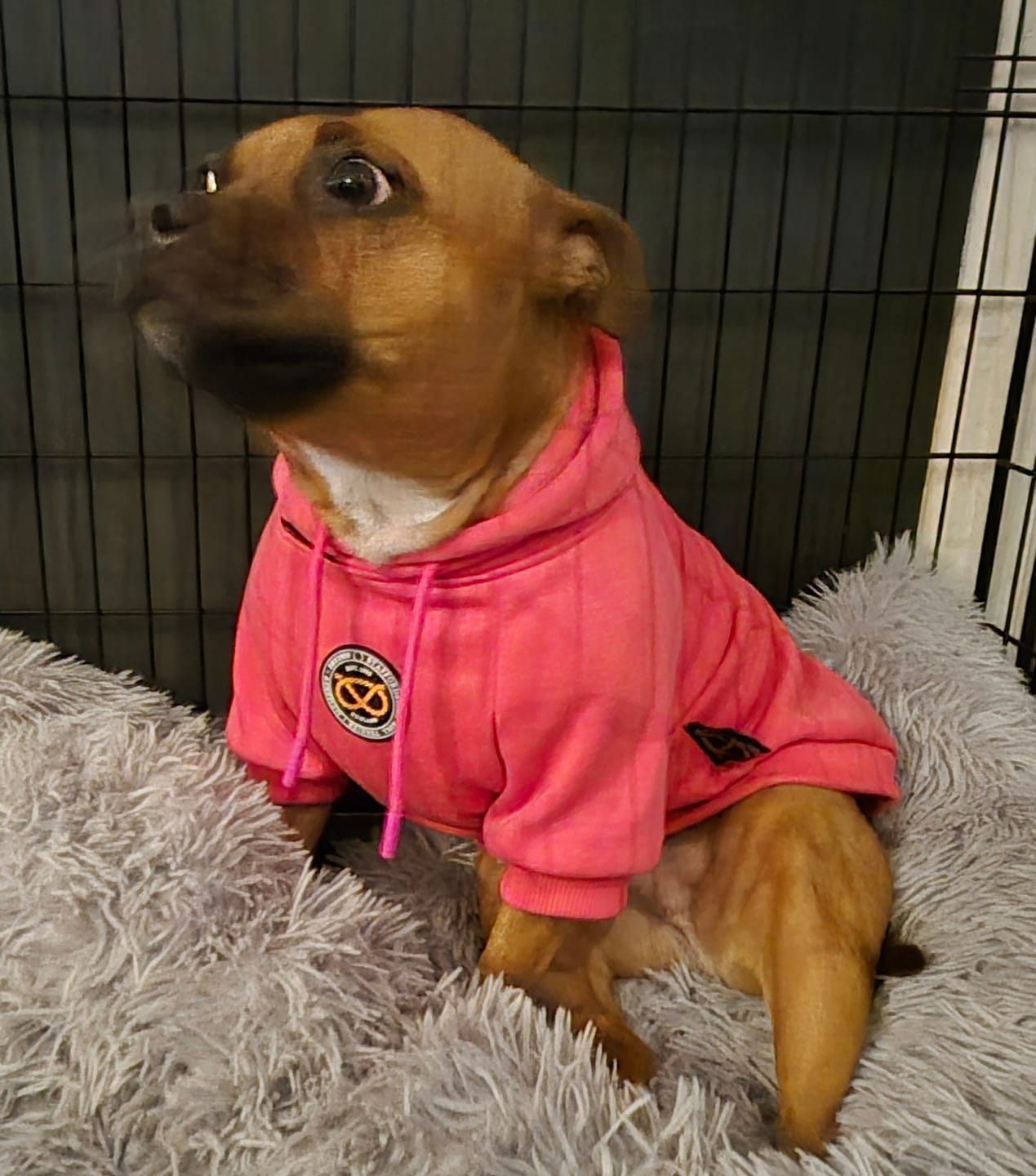 Customer photo review of Staffordshire Bull Terrier 1935® Hoodies - Fuchsia