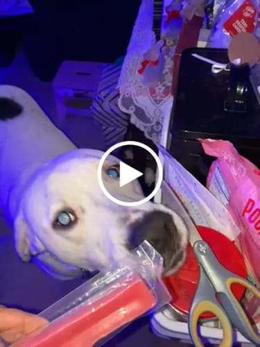 Customer video review of Long-Lasting Yak Chews — 6 Flavor Pack
