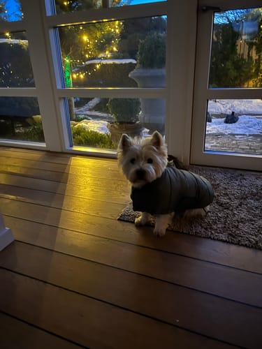 Kundes Westi hund iført den mosgrønne Staey Nora hundefrakke indendørs.