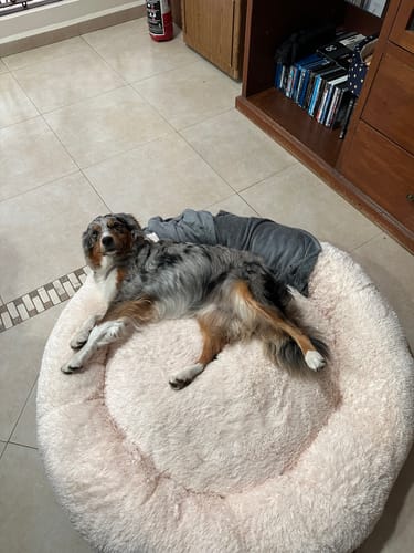 El perro de un cliente recostado en la redonda y afelpada Cama Antiestrés para Perros.
