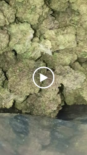 Customer video review of Cheap THCA Flower Pound