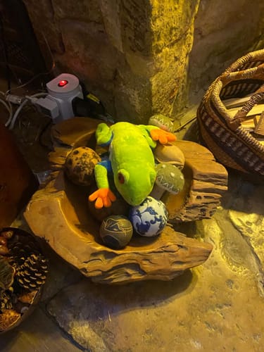 Customer photo review of Red-Eyed Tree Frog Soft Stuffed Plush Toy