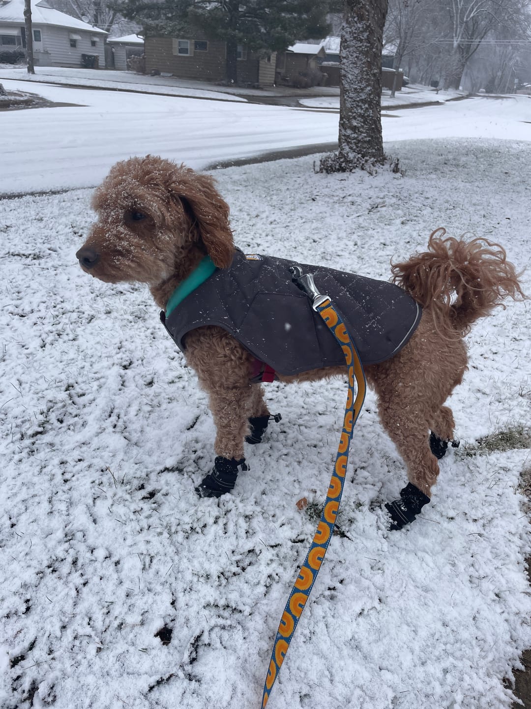 Customer photo review of AIR PUP DOG BOOTS - SET OF 4