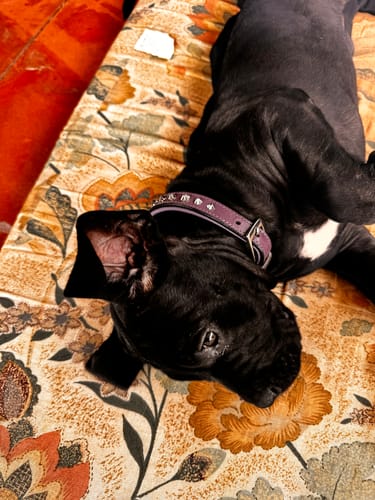 Customer photo review of Hand Made Leather Dog Collar - Imperial Purple & Chrome (Slim Fit)