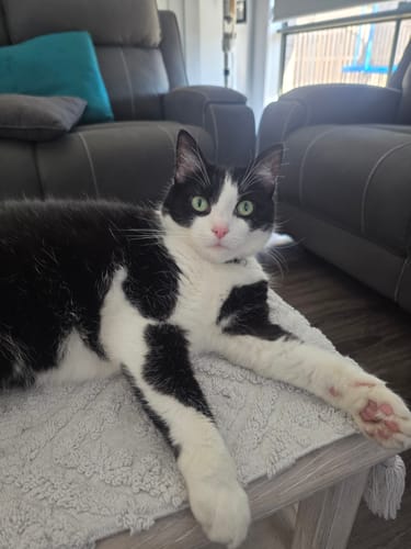 Customer photo review of 1 Month Supply – 1 Cat