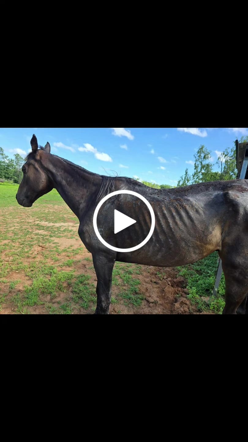 Customer video review of Digestive EQ