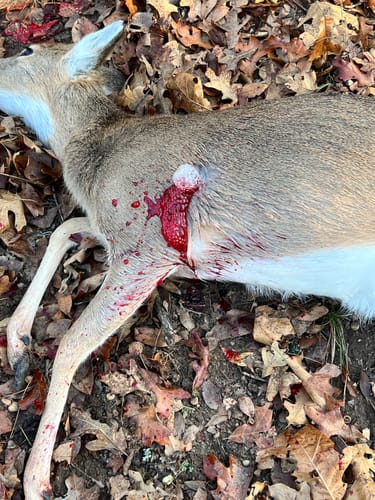 Customer photo review of Aluminum Broadheads