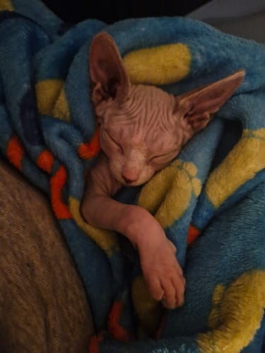 Customer photo review of 1 Month Supply - 5 Cats