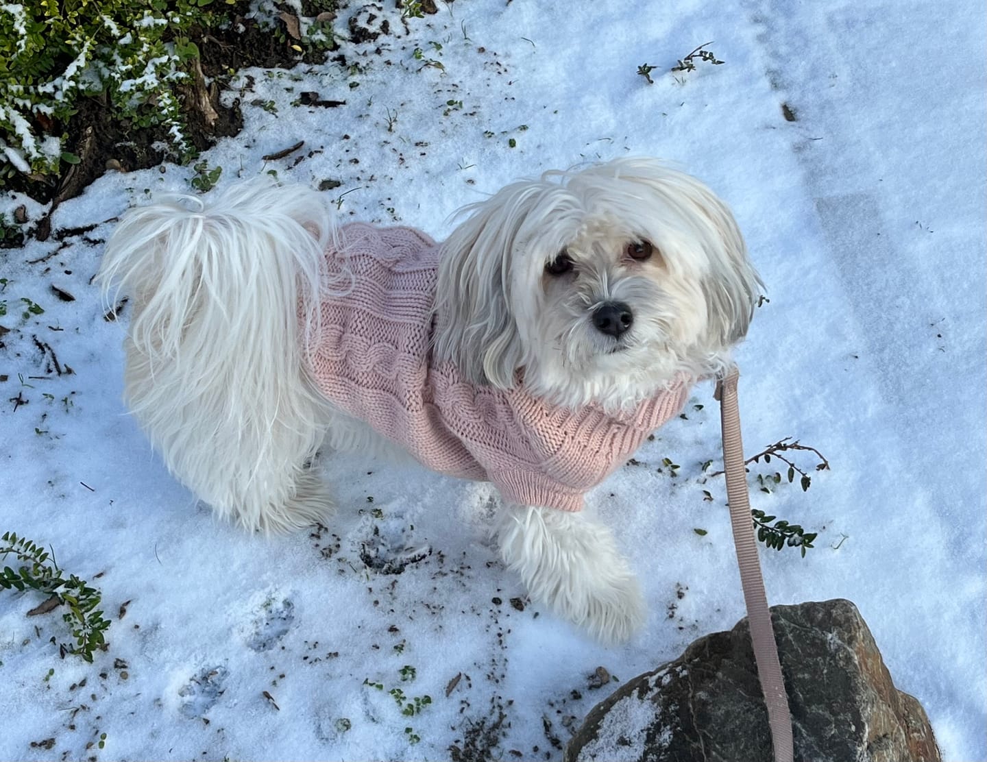 Customer photo review of Allergietest - Tierische Proteine Hund
