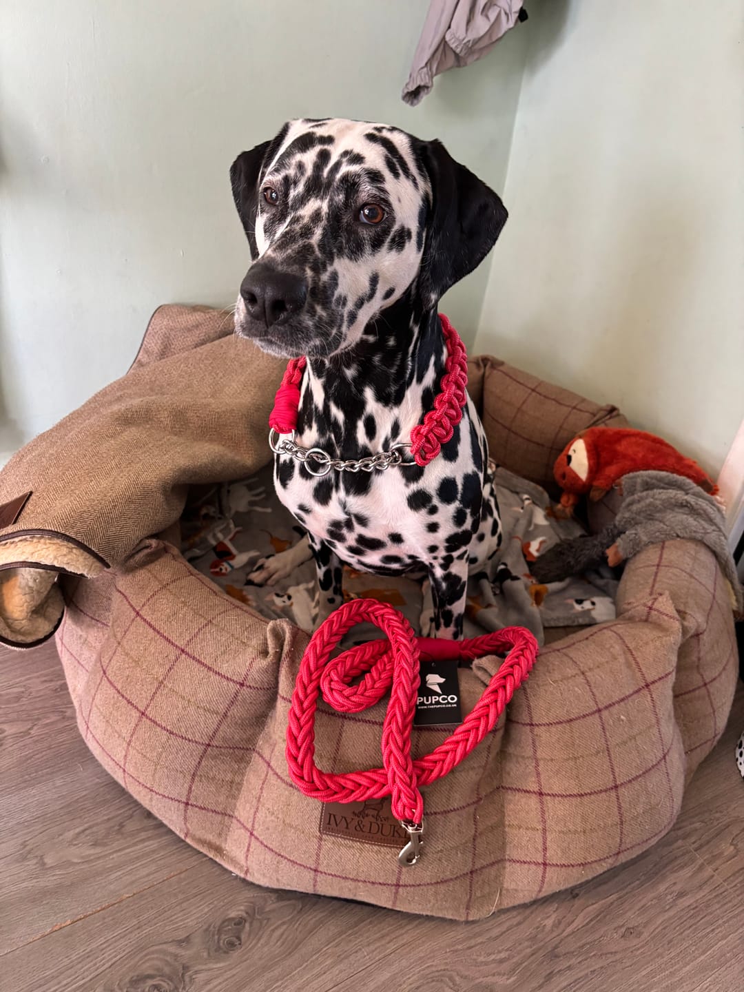 Customer photo review of Paracord Rope Lead Set