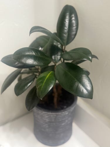 Customer's houseplant with shiny, dark-green leaves after using Leaf Cleanse in a grey pot.