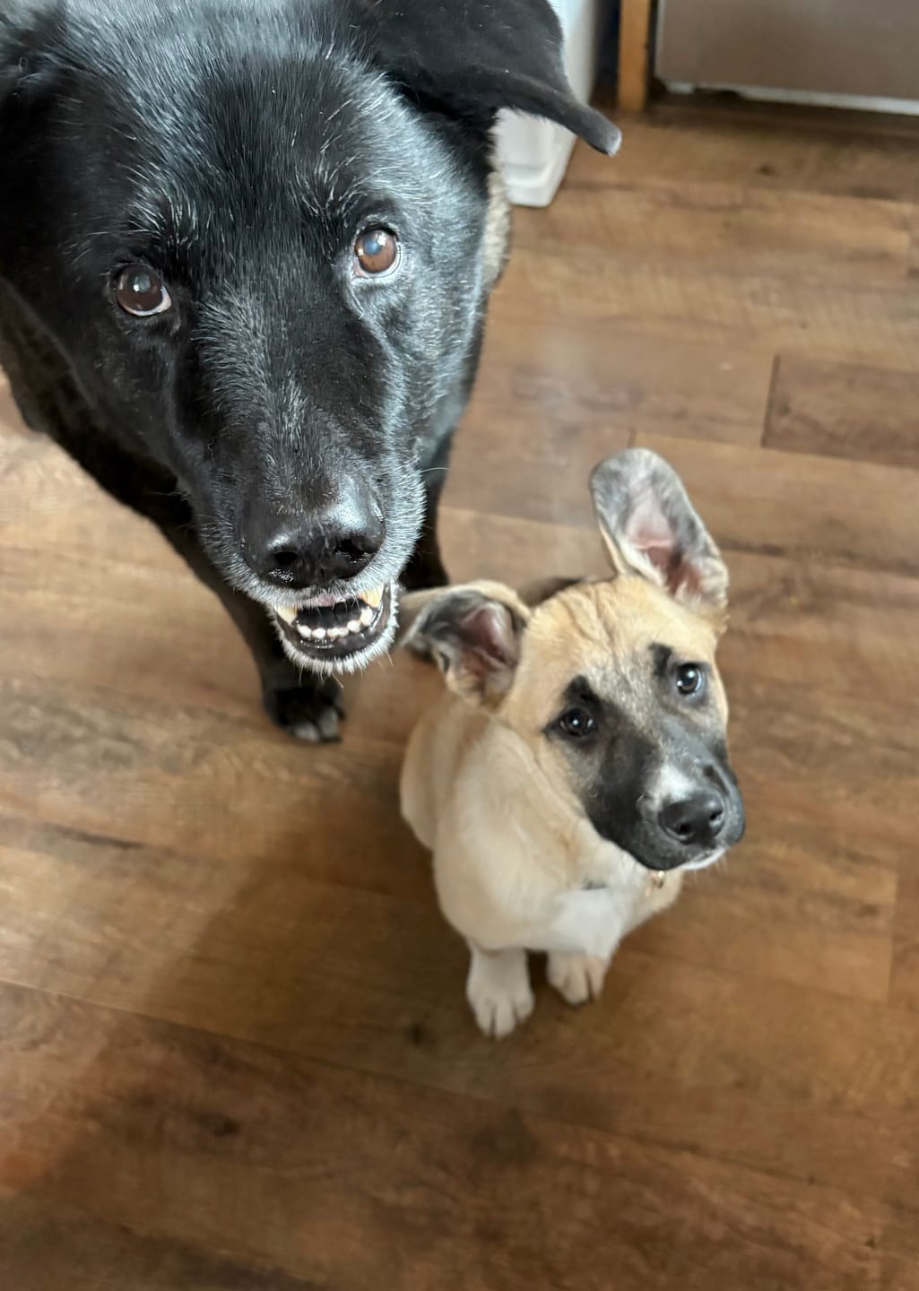Customer photo review of 6 Inch Beef Trachea