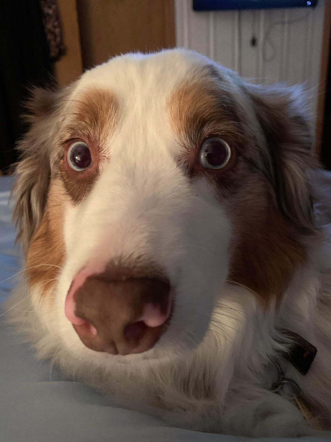 Customer photo review of Earthbones Dental Chews For Dogs