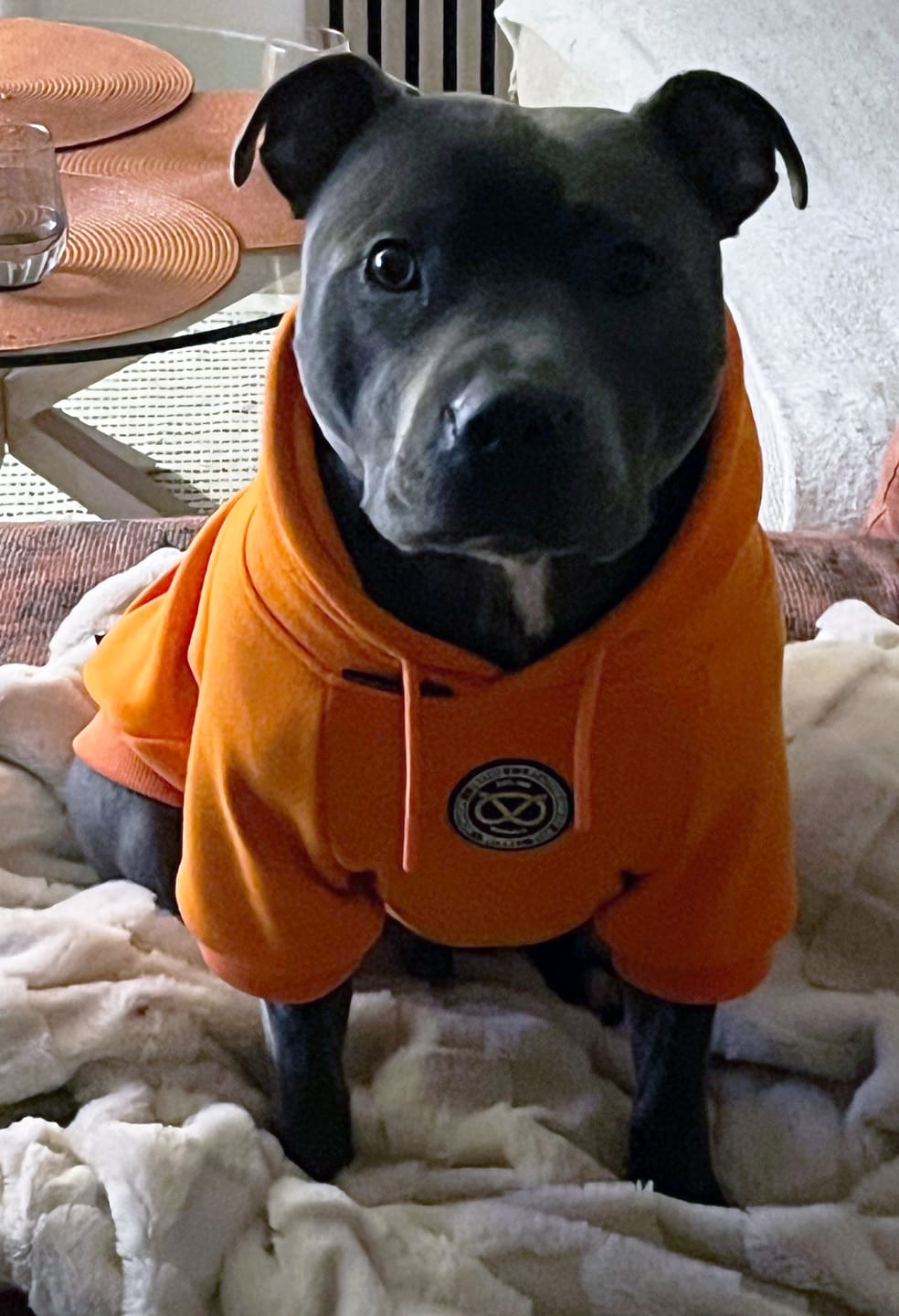 Customer photo review of Staffordshire Bull Terrier 1935® Hoodies - Orange