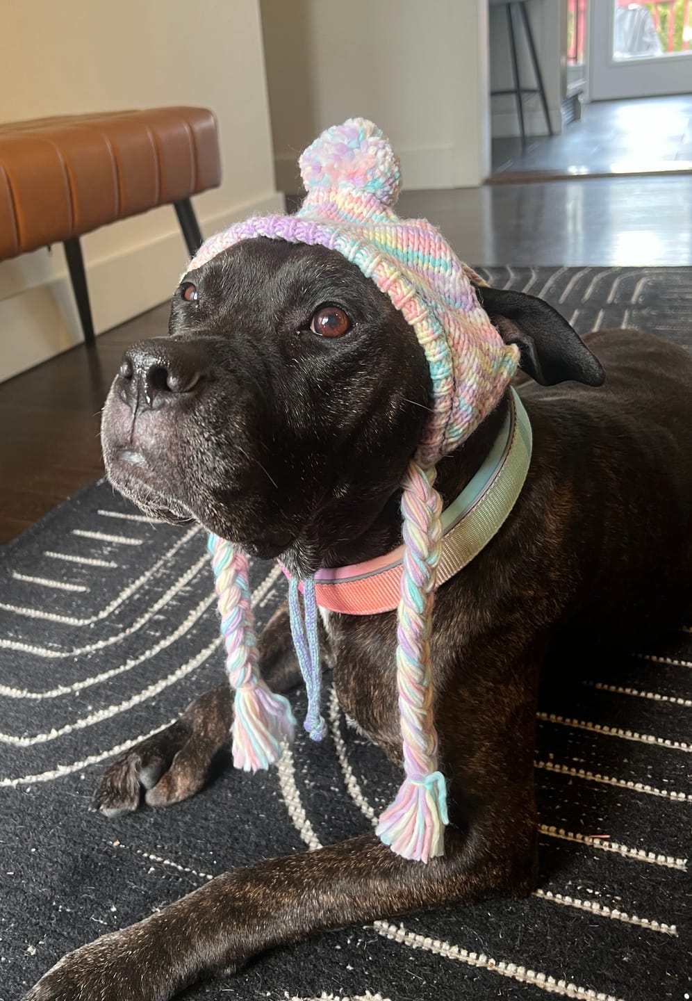 Customer photo review of Cushioned Martingale Collar - Pastel Icing