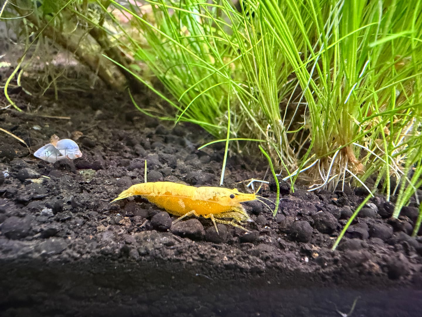 Customer photo review of Neon Yellow Shrimp "NEW"