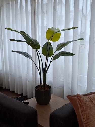Customer photo review of Strelitzia Kunstplant 120cm