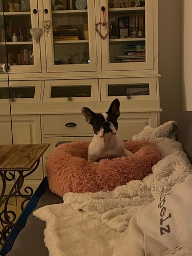 Customer photo review of Puppery Hundebett Wolke 7 - Das Original