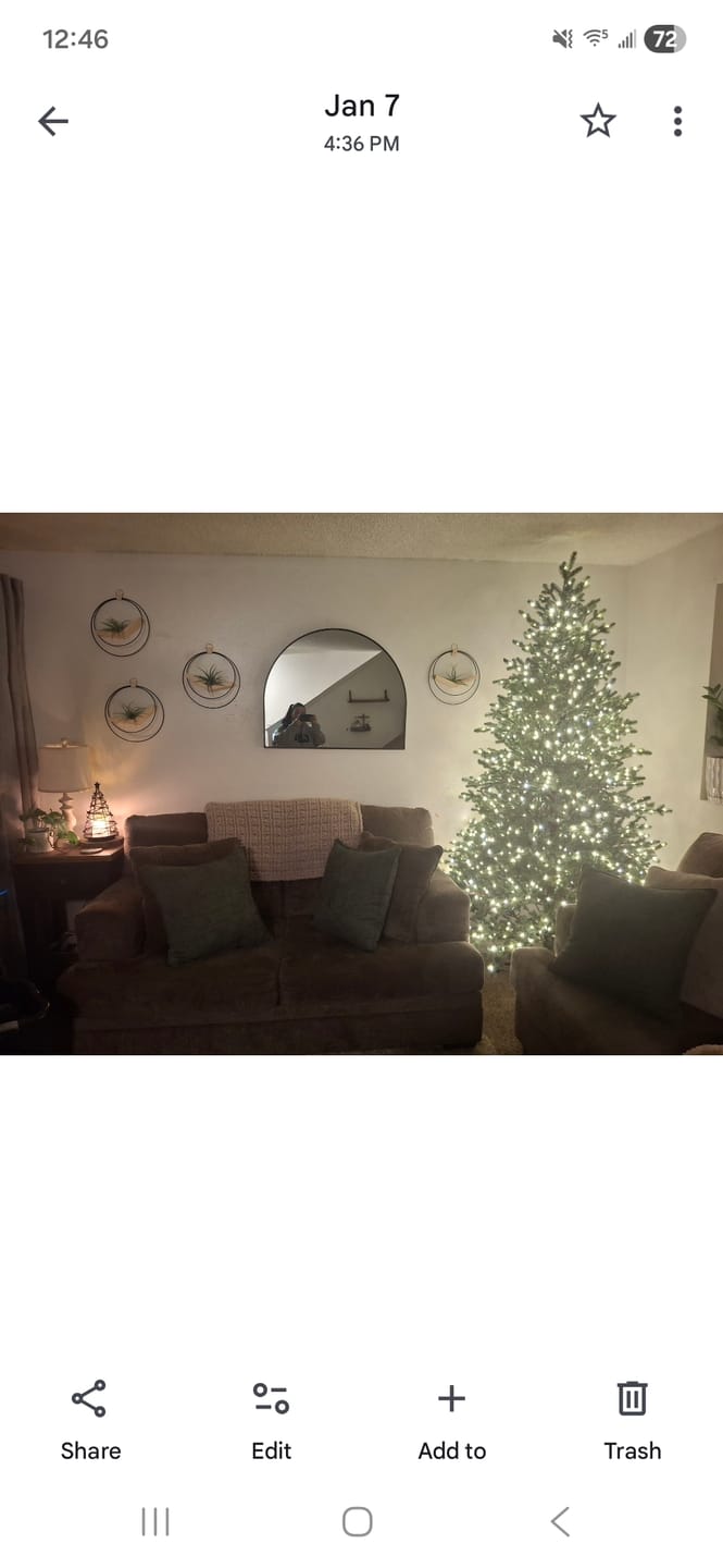 Customer photo review of Air Plant V-Hanger Trio