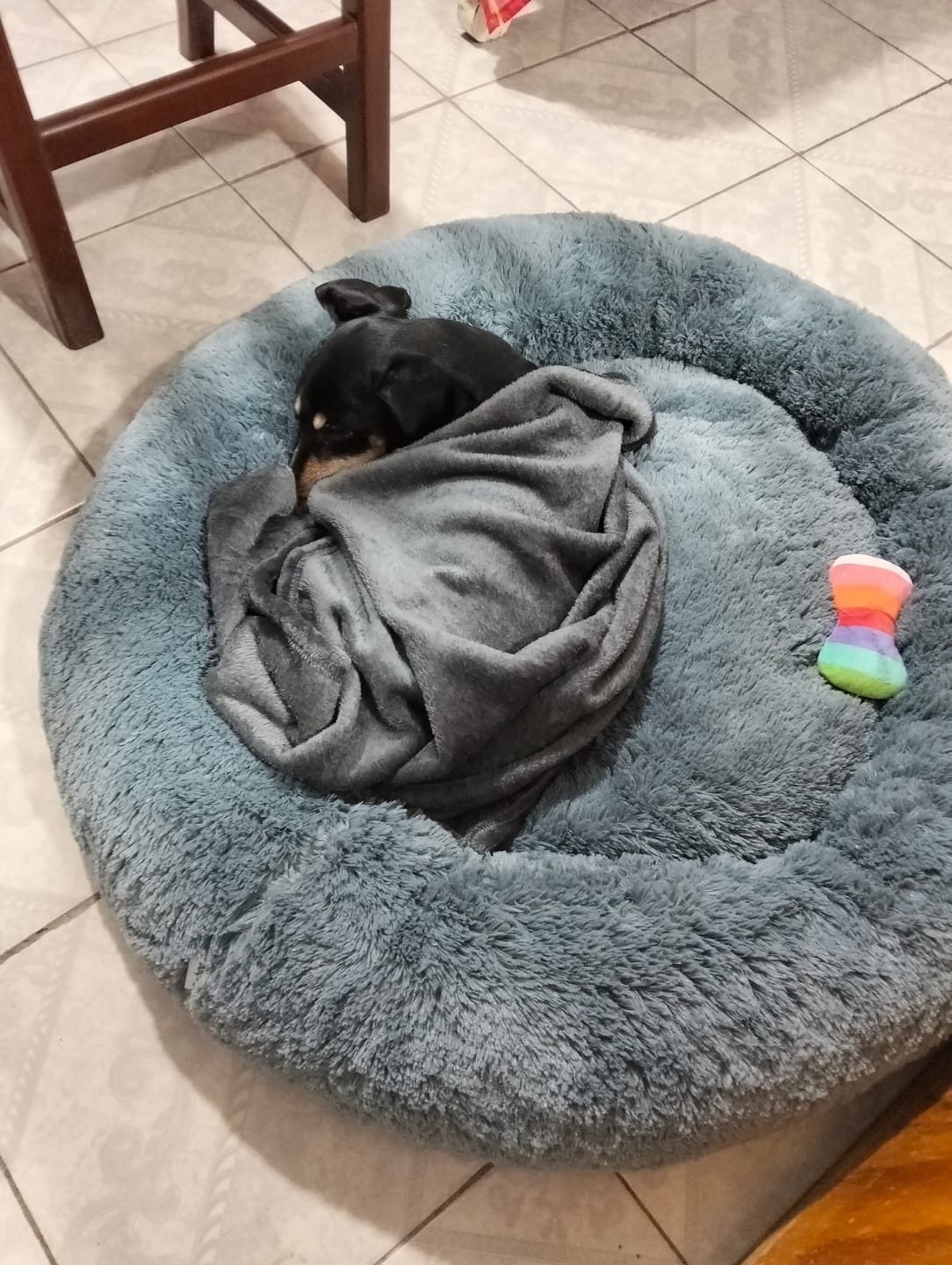 Customer photo review of Manta Relajante para Mascotas