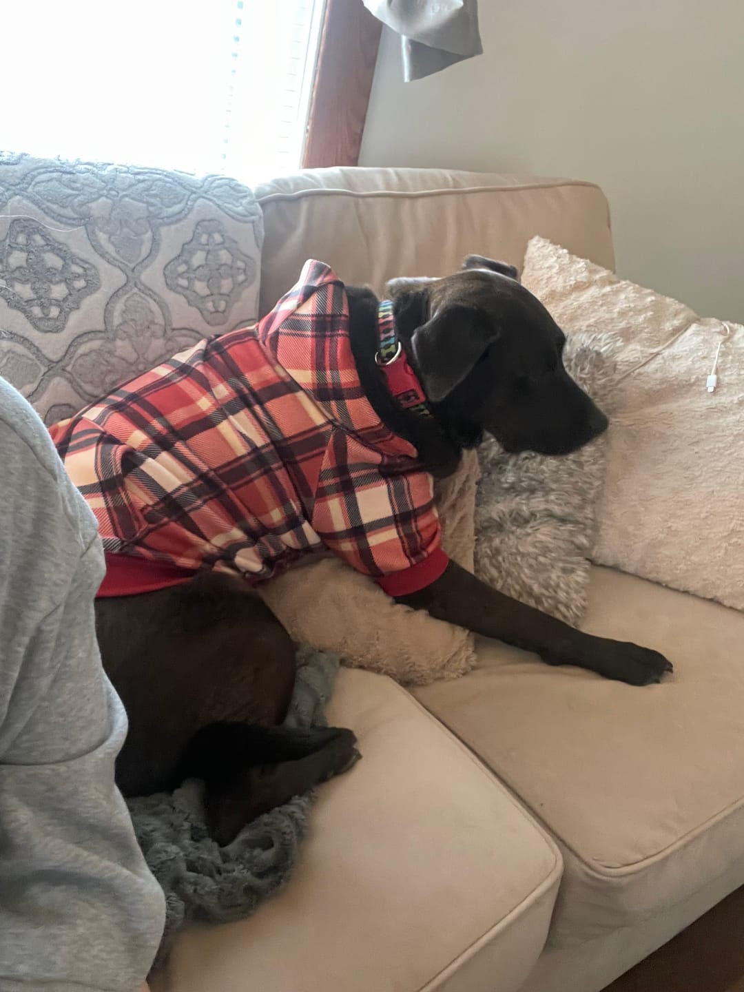 Customer photo review of Red Plaid Dog Hoodie