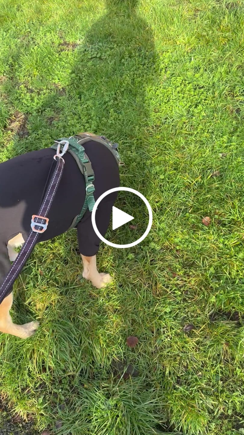 Customer video review of Apex® Harness