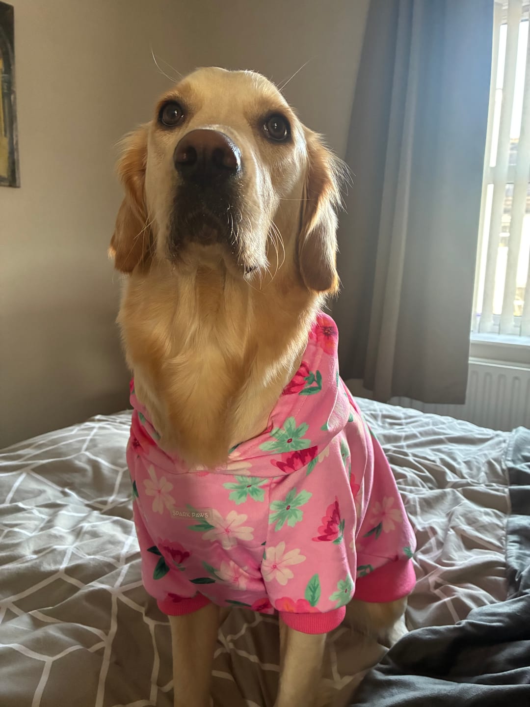 Customer photo review of Blossom Dog Hoodie - Pink