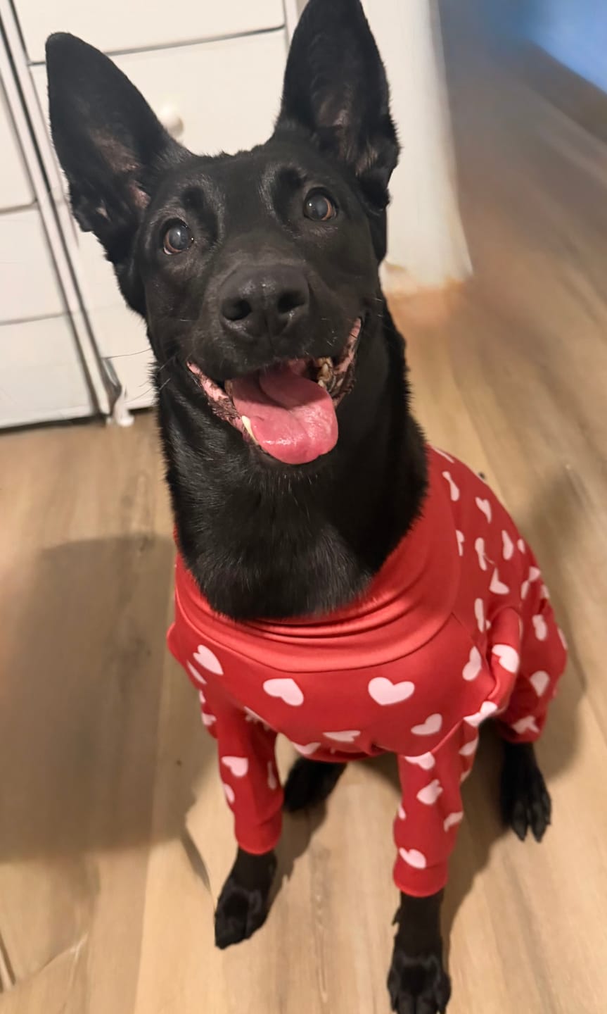 Customer photo review of Dog Pajama - Red Hearts
