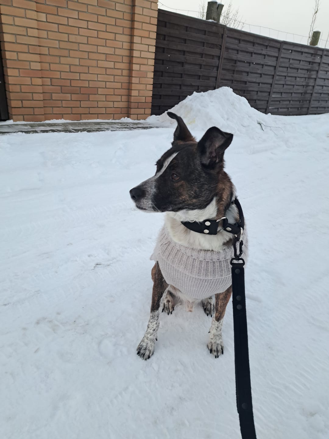Customer photo review of Szeroka obroża półzaciskowa - Martingale Czarna