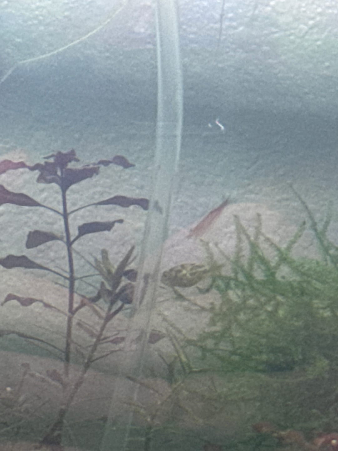 Customer photo review of Dwarf Pea Puffer (Carinotetraodon travancoricus), Tank-Bred