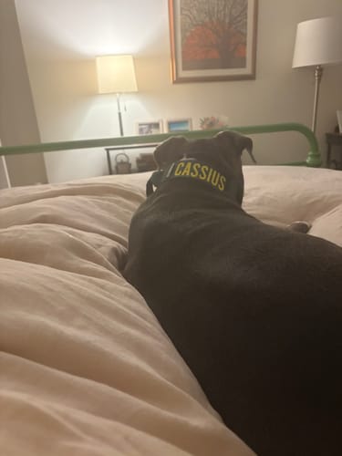 Customer photo review of Green Bully Proof Collar