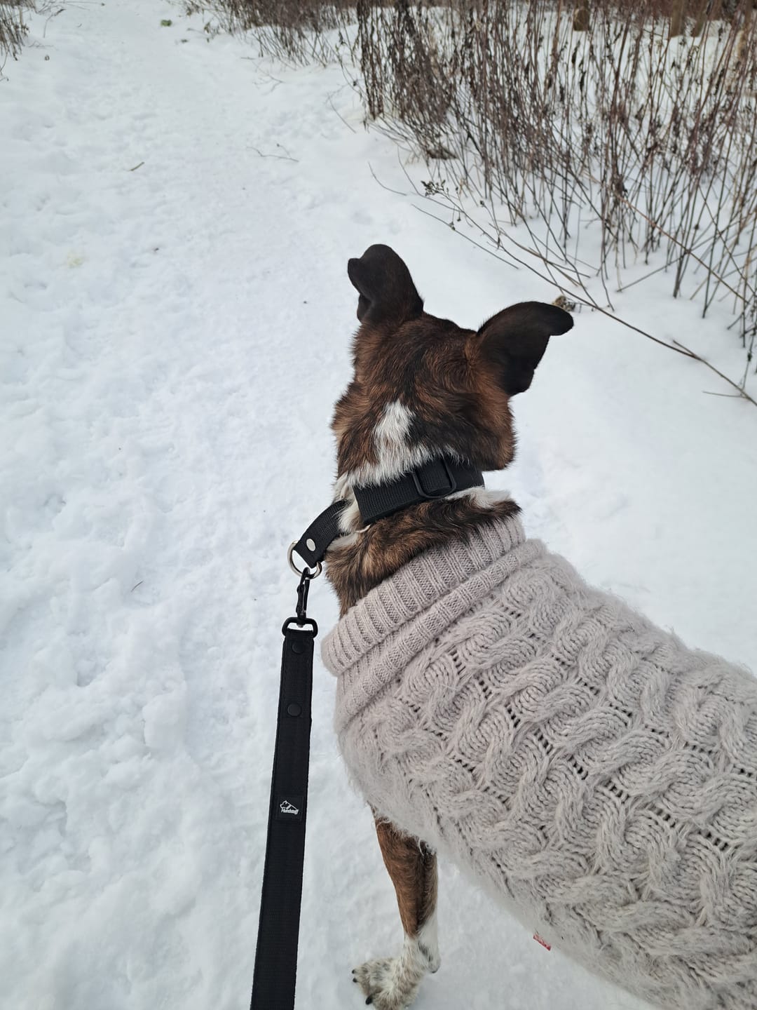 Customer photo review of Smycz z dodatkową rączką - Guard Leash Black Edition Czarna