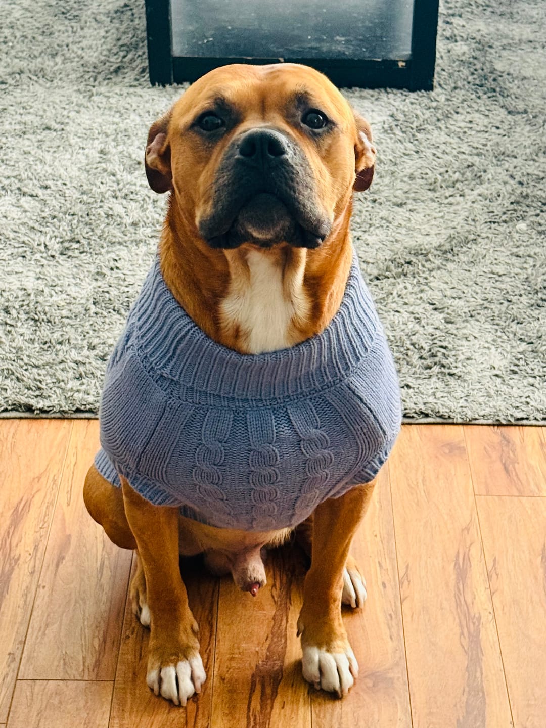 Customer photo review of Cable Knit Dog Sweater - Blue