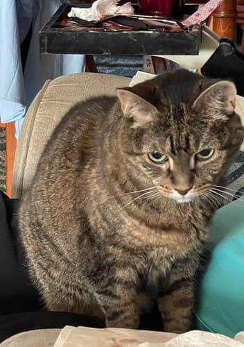 Customer photo review of Custom Photo Pet Loss Memorial - Personalized Christmas Acrylic Ornament