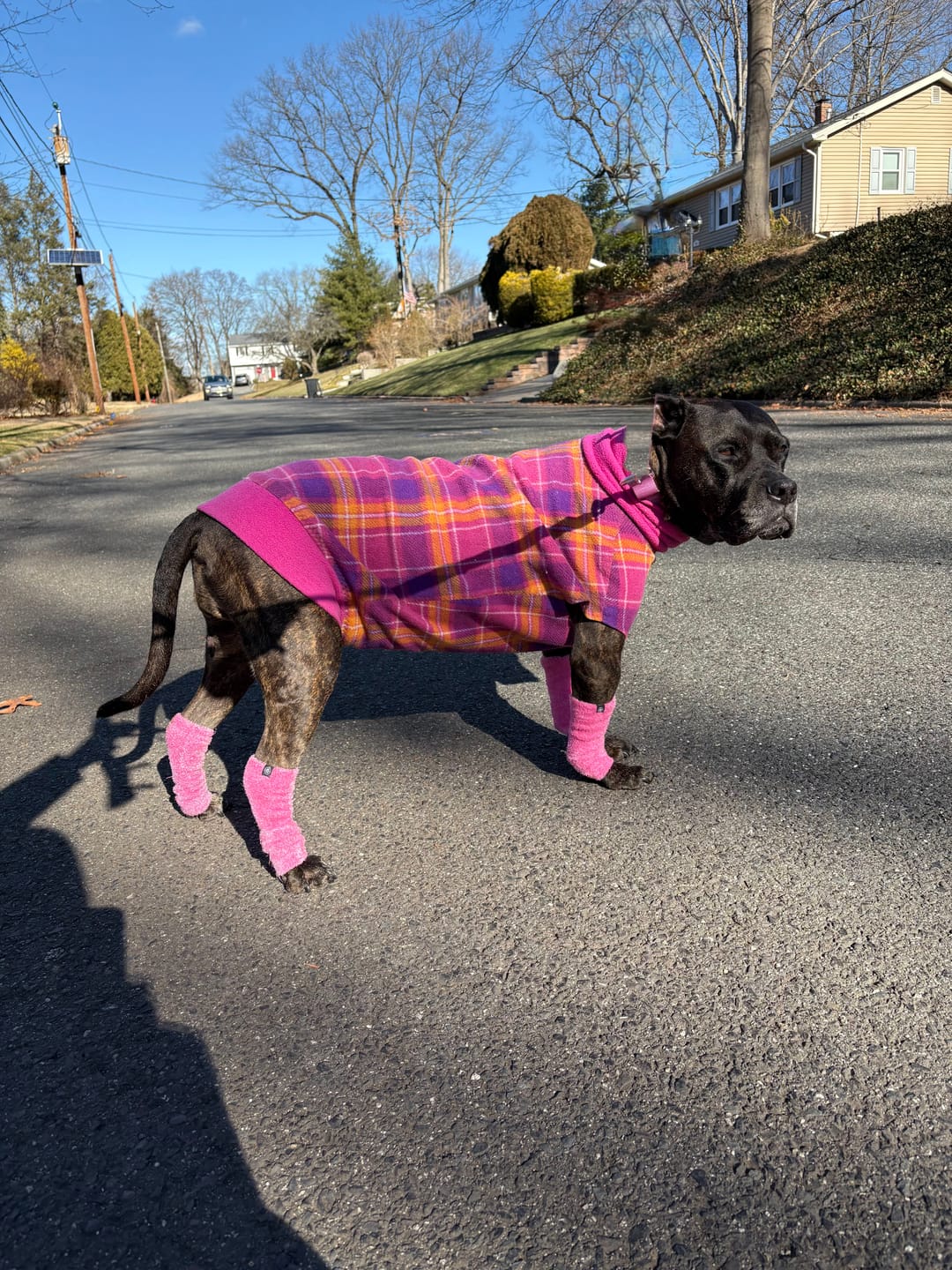 Customer photo review of Stretchy Fleece Dog Leg Warmer Sleeves - Pink