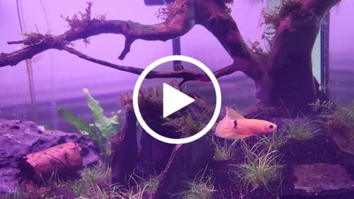 Customer video review of Yellow Fancy Male Betta Fish | Order Directly From Farm | You Pick Fish