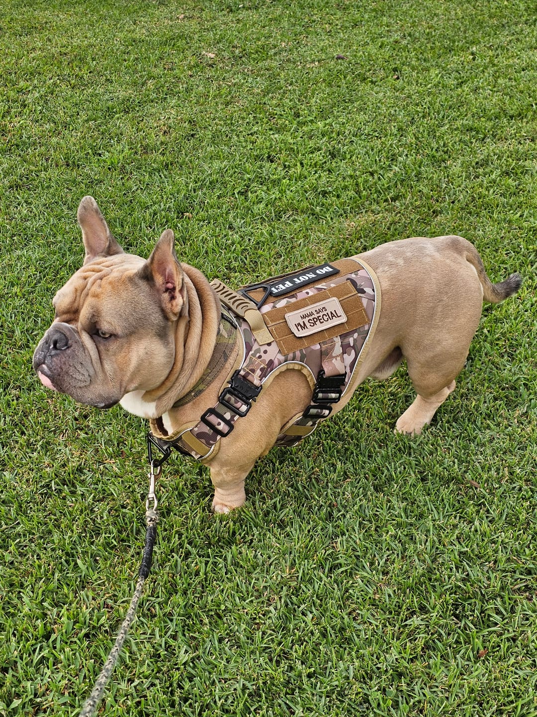 Customer photo review of Hook & Loop Patch Variety Bundle For Harness (Pack of 12)