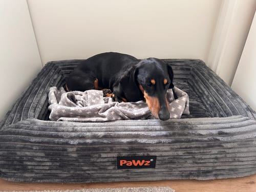 Customer's dachshund resting comfortably in the grey corduroy Orthopaedic Dog Bed.