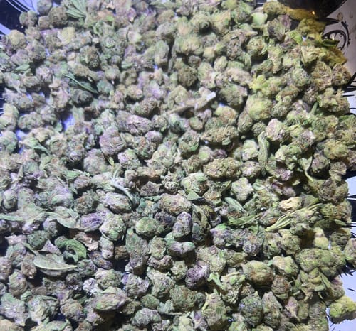 Customer photo review of Bulk Indoor THCA Smalls