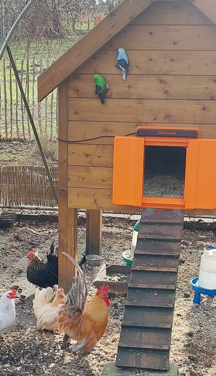 Customer photo review of Solar Automatic Chicken Coop Door