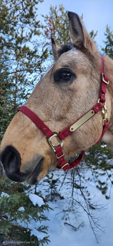 Customer photo review of Personalized Halter - Preorder