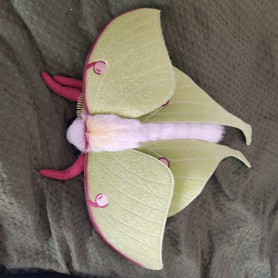 Customer photo review of Luna Moth Plush – Soft and Lifelike American Moon Moth for Nature Lovers