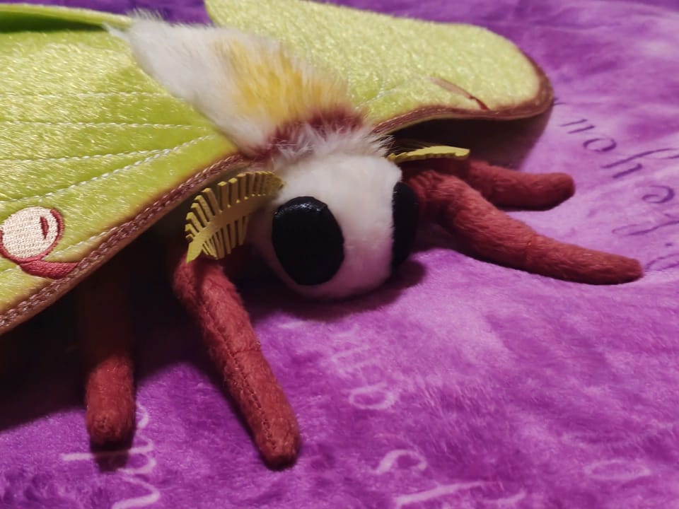 Customer photo review of Luna Moth Plush – Soft and Lifelike American Moon Moth for Nature Lovers