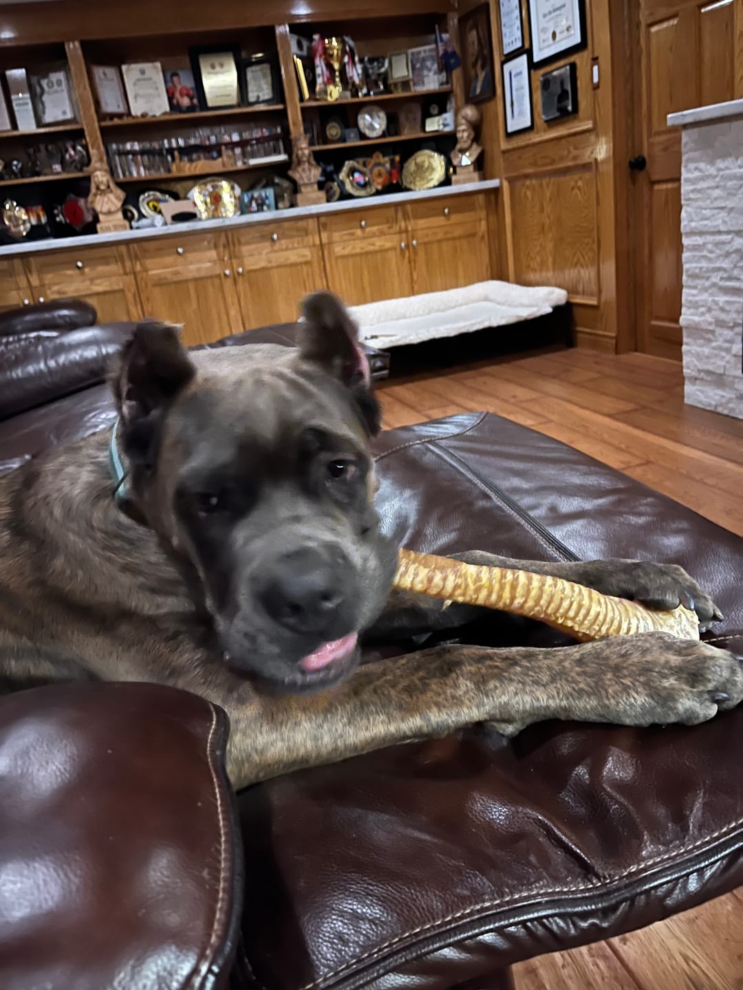 Customer photo review of 12 Inch Beef Trachea