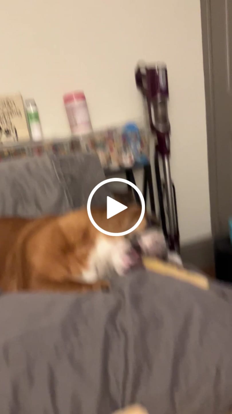 Customer video review of Himalayan Yak Chew (LARGE)