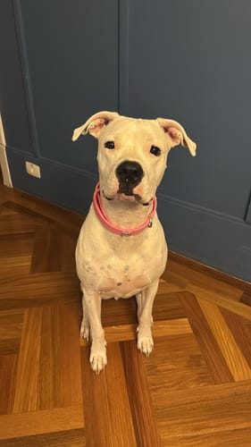 Customer photo review of Boneflex+ Ultra Berry Collar